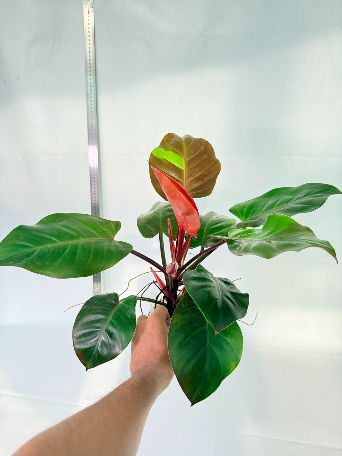 Philodendron Yellow Flame variegata 3