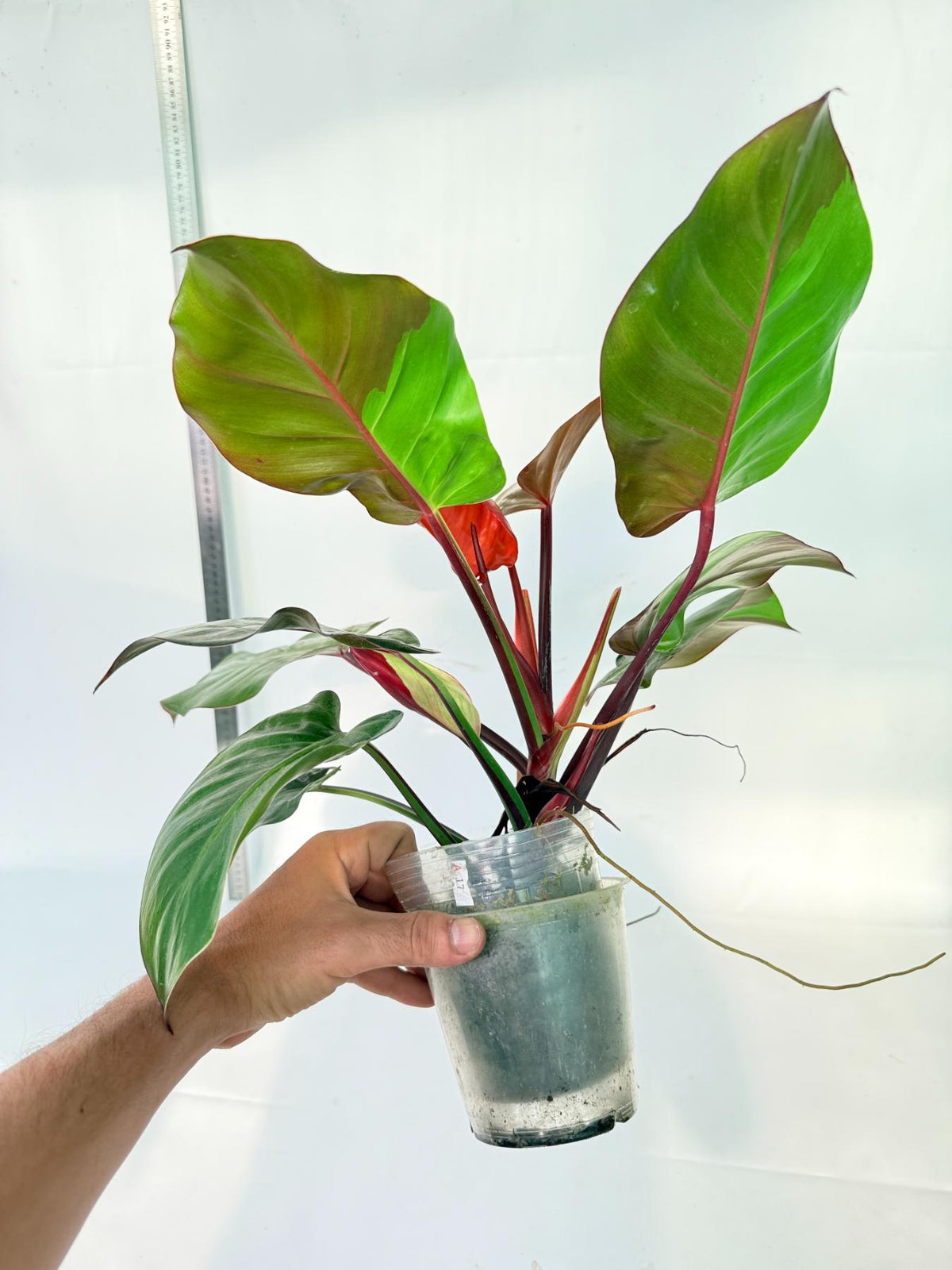 Philodendron Yellow Flame variegata 4