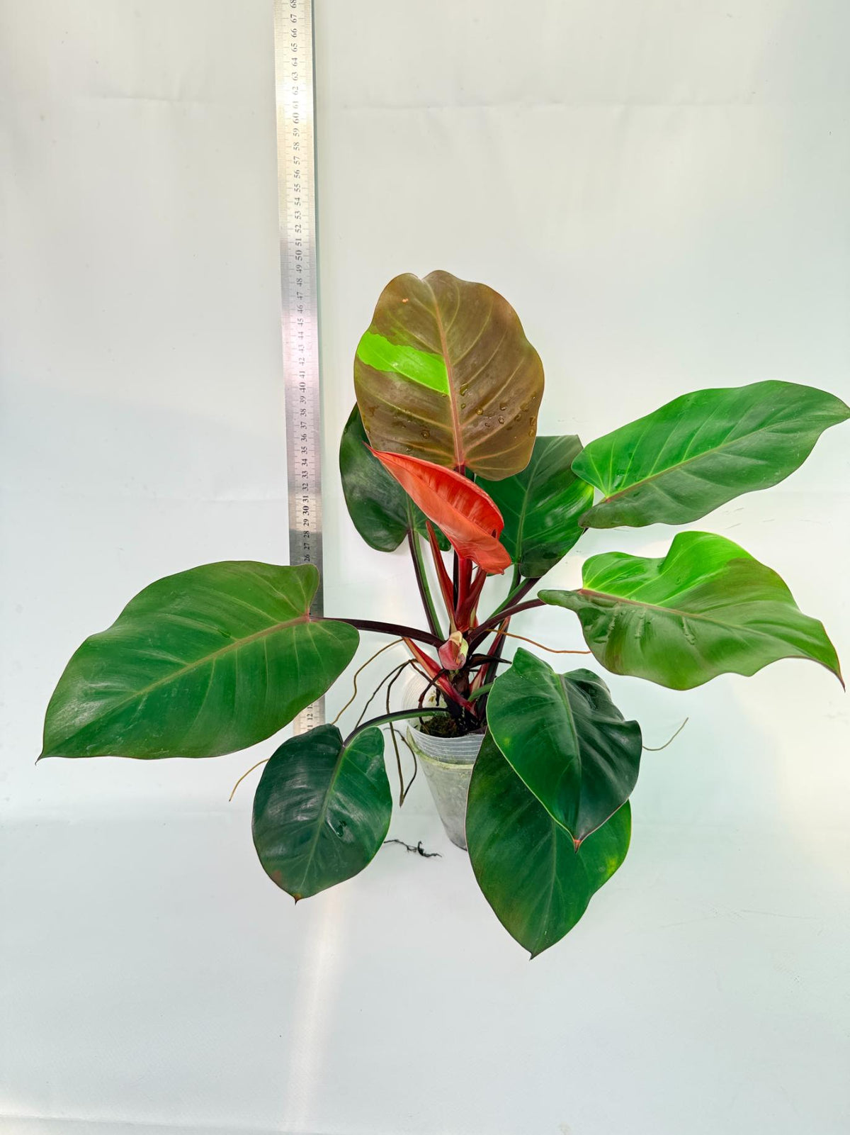 Philodendron Yellow Flame variegata 7