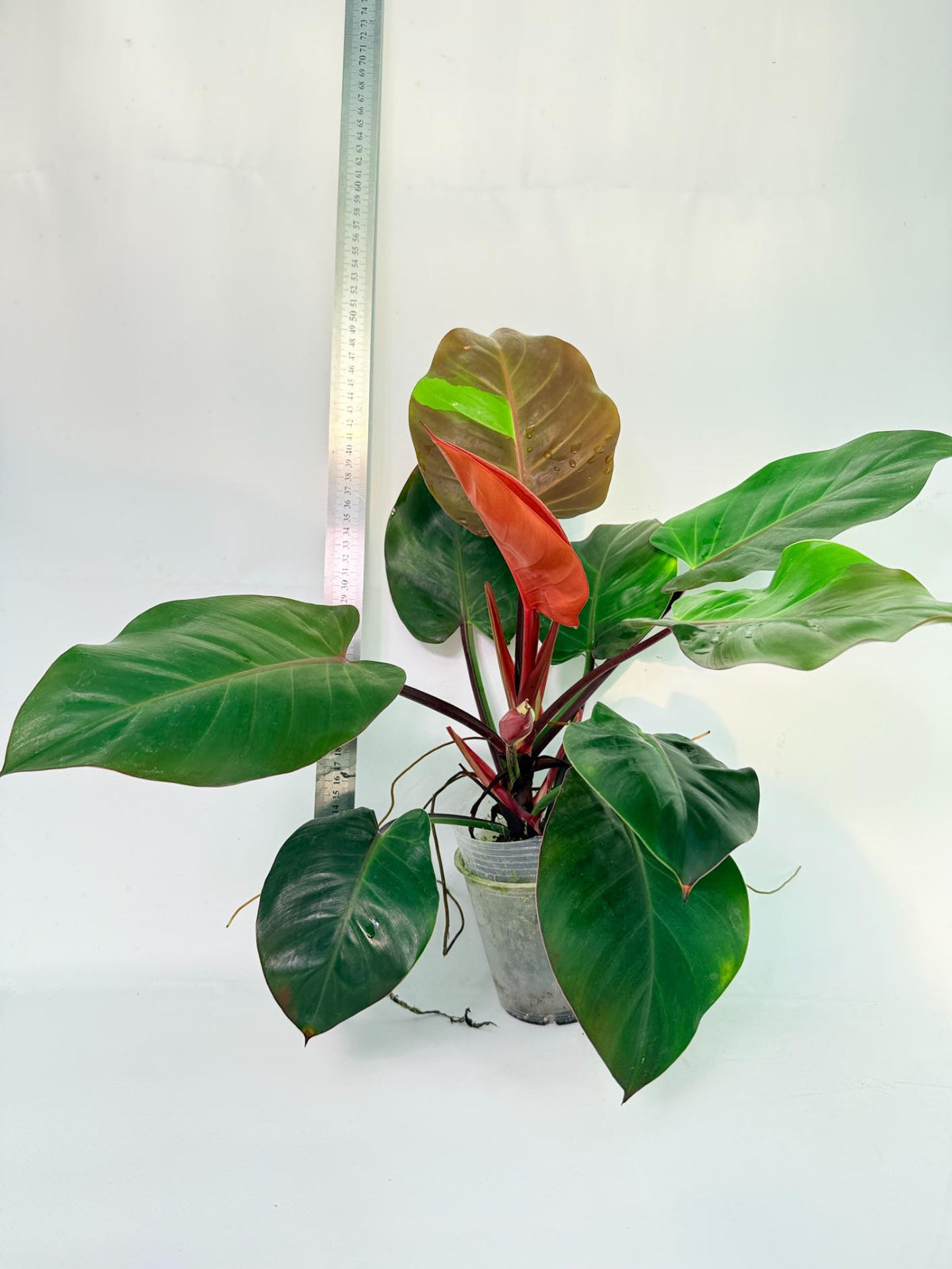 Philodendron Yellow Flame variegata 9