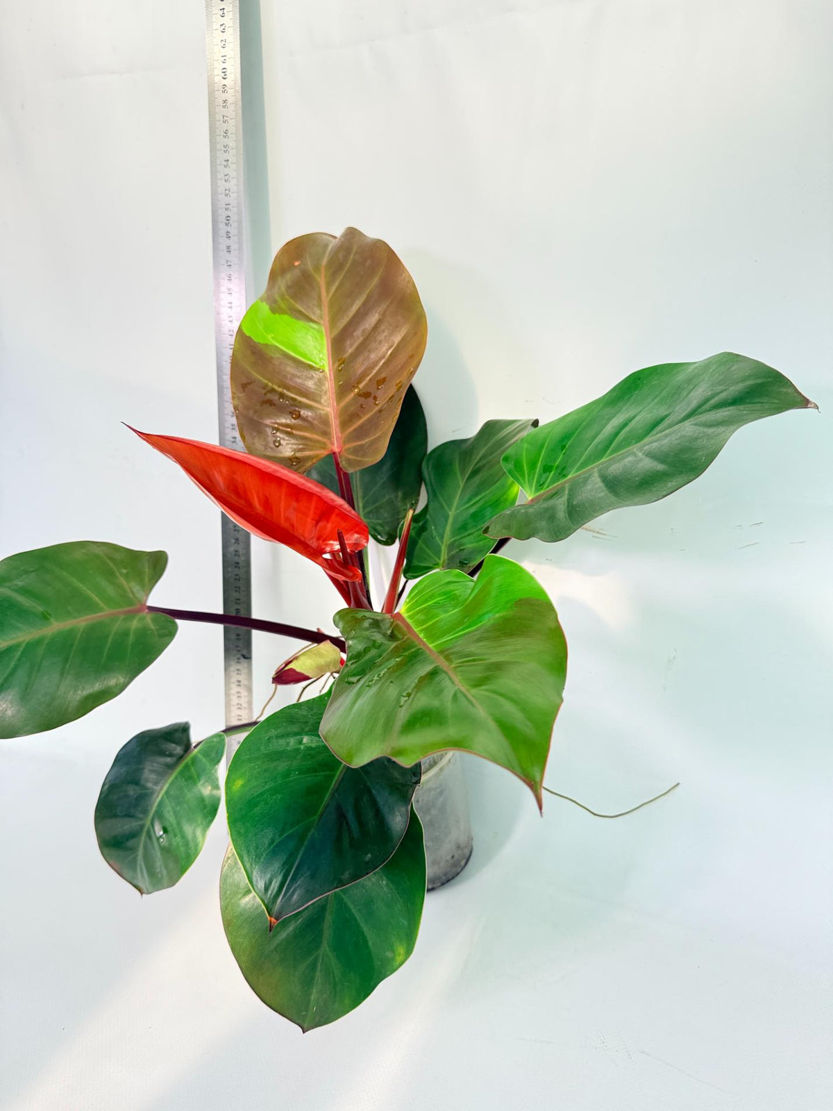 Philodendron Yellow Flame variegata 10