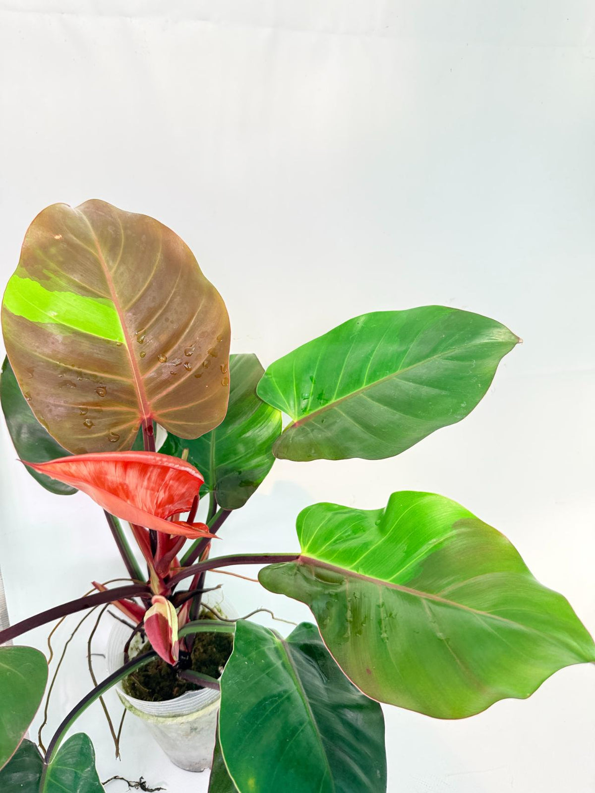Philodendron Yellow Flame variegata 11