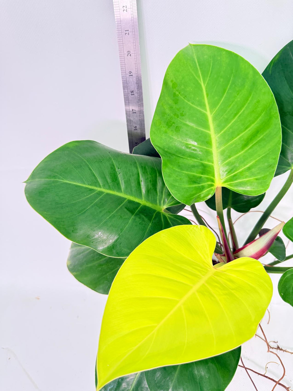 Philodendron Yellow Flame Variegata 8