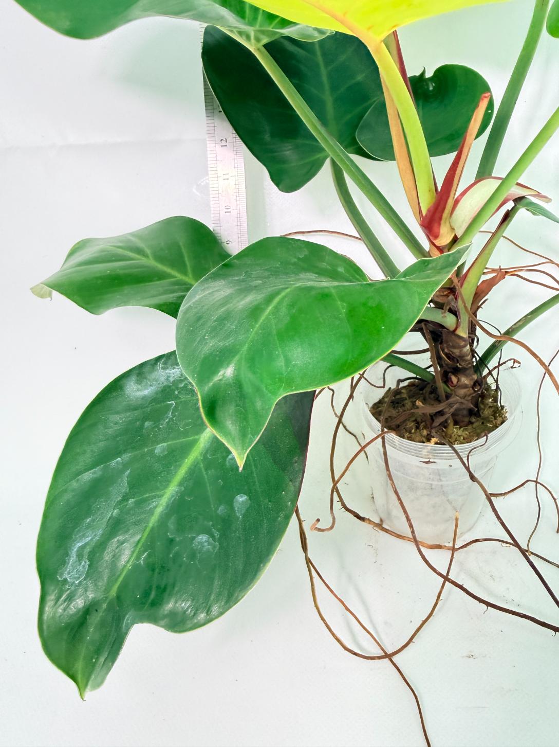 Philodendron Yellow Flame Variegata 9