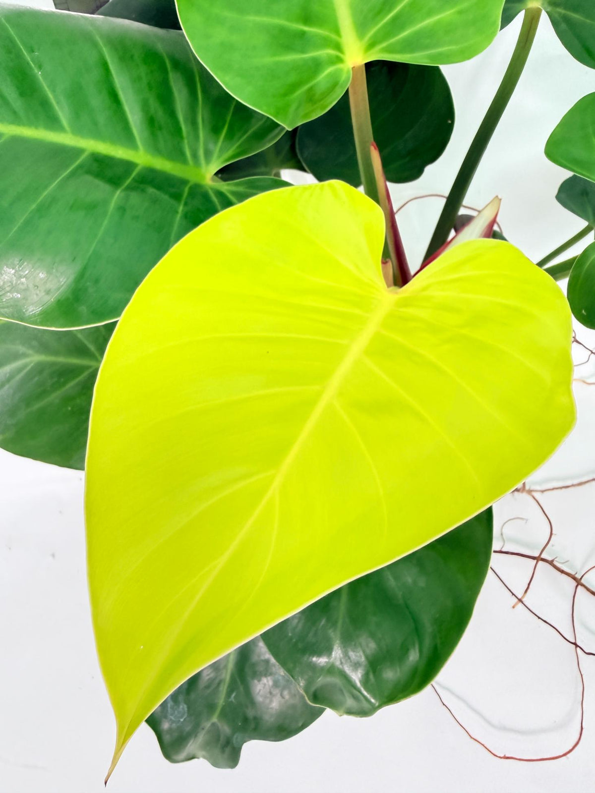 Philodendron Yellow Flame Variegata 2