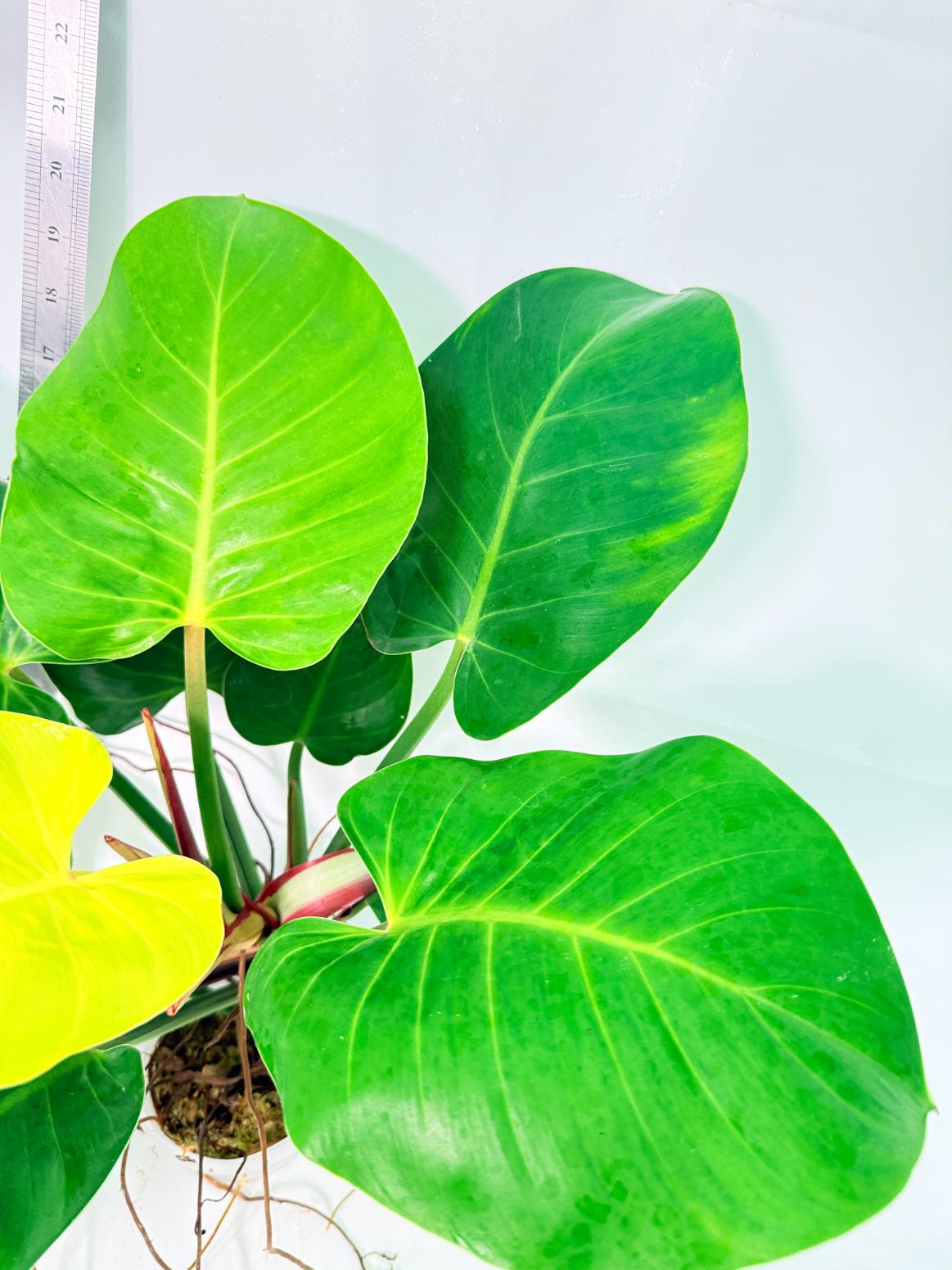 Philodendron Yellow Flame Variegata 7