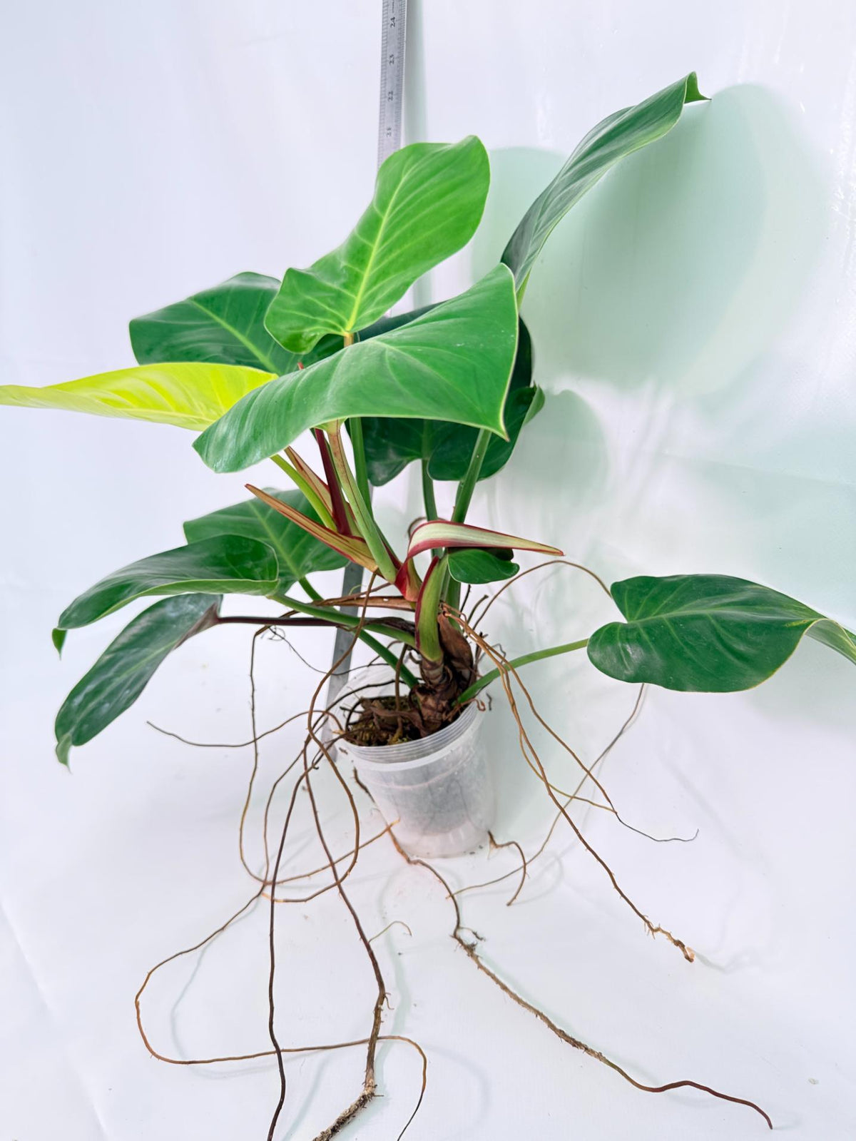 Philodendron Yellow Flame Variegata 4