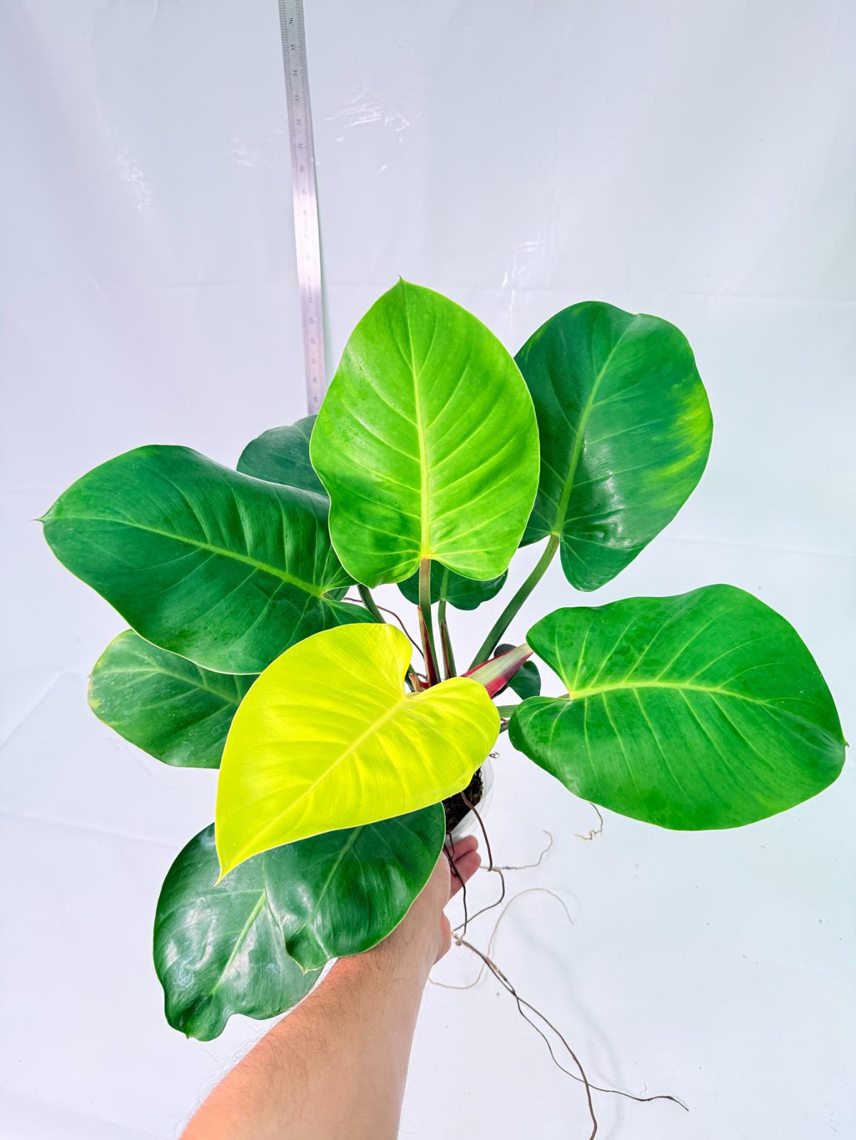 Philodendron Yellow Flame Variegata 5