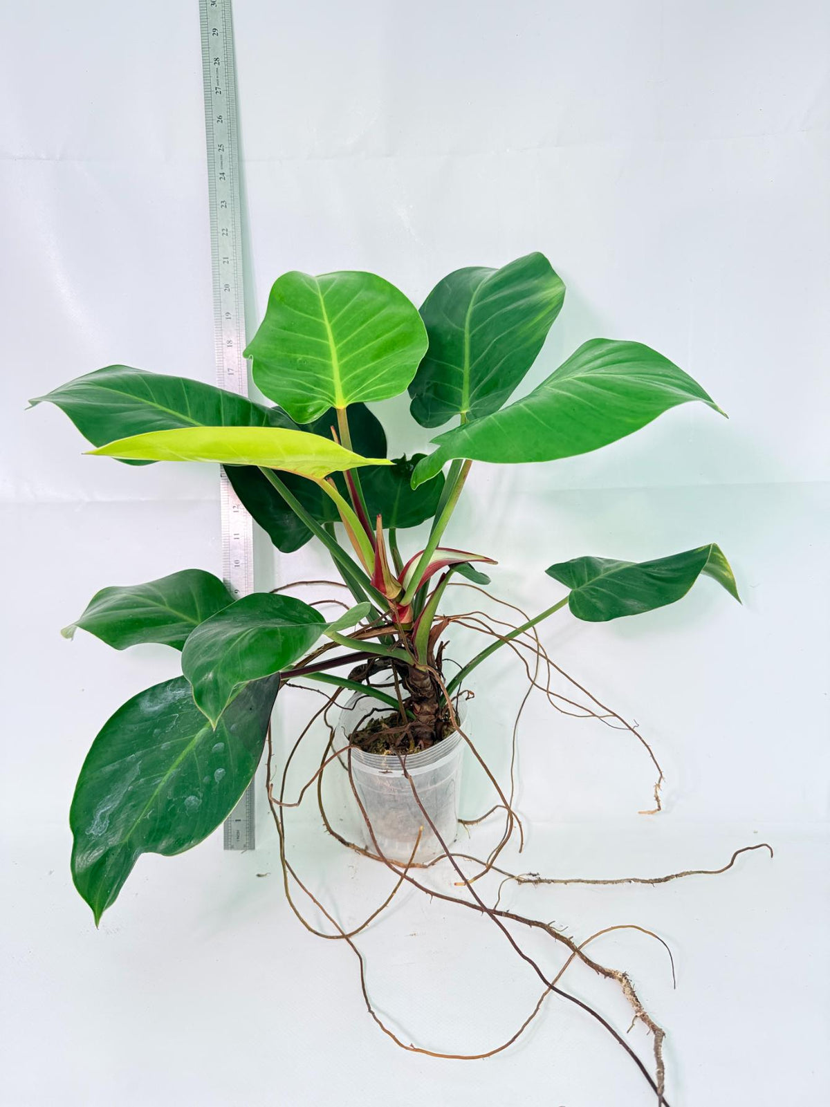 Philodendron Yellow Flame Variegata 6
