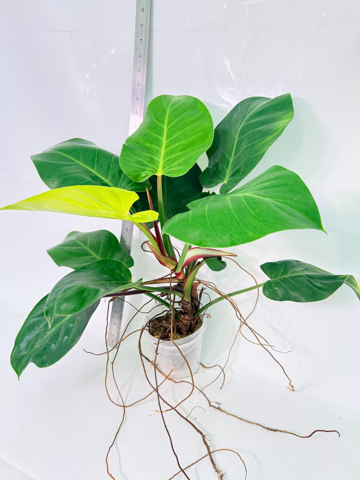 Philodendron Yellow Flame Variegata 1