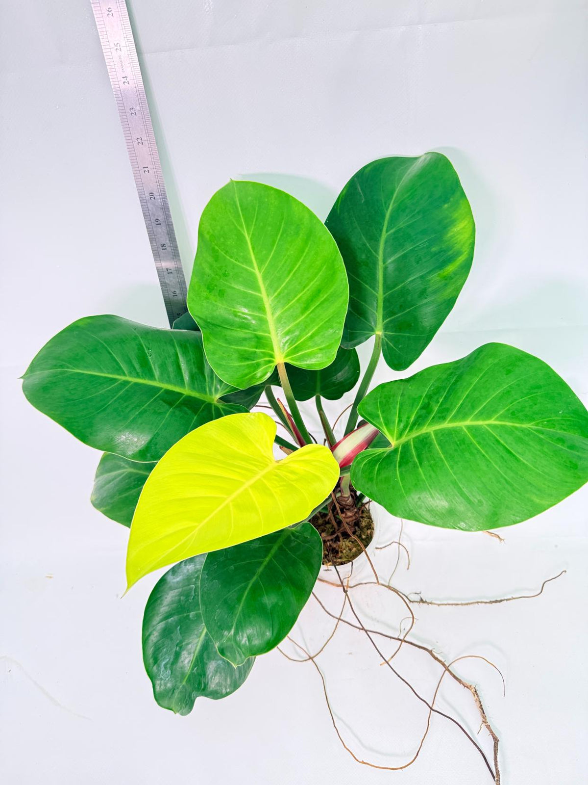 Philodendron Yellow Flame Variegata 3