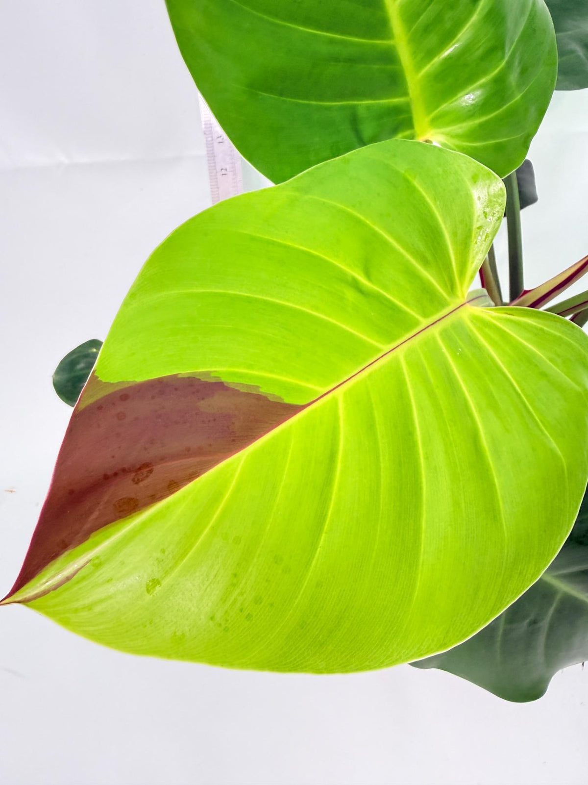Philodendron Yellow Flame Variegata 2