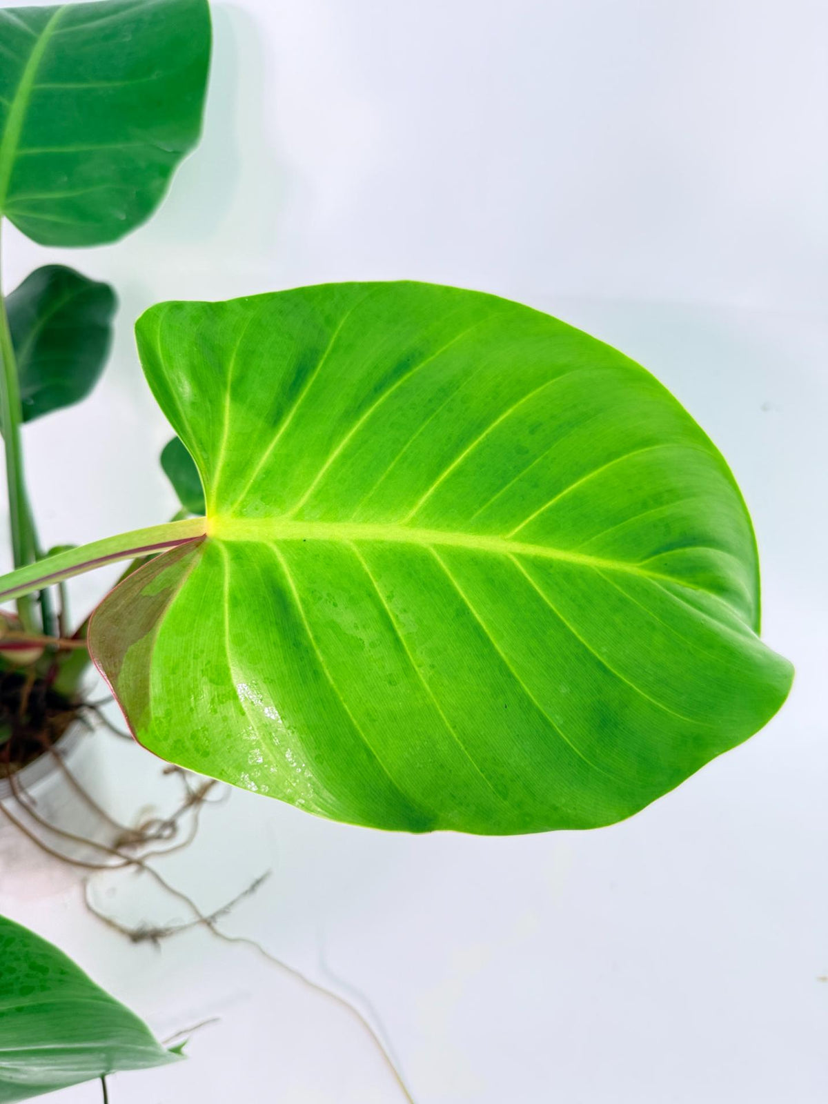 Philodendron Yellow Flame Variegata 8