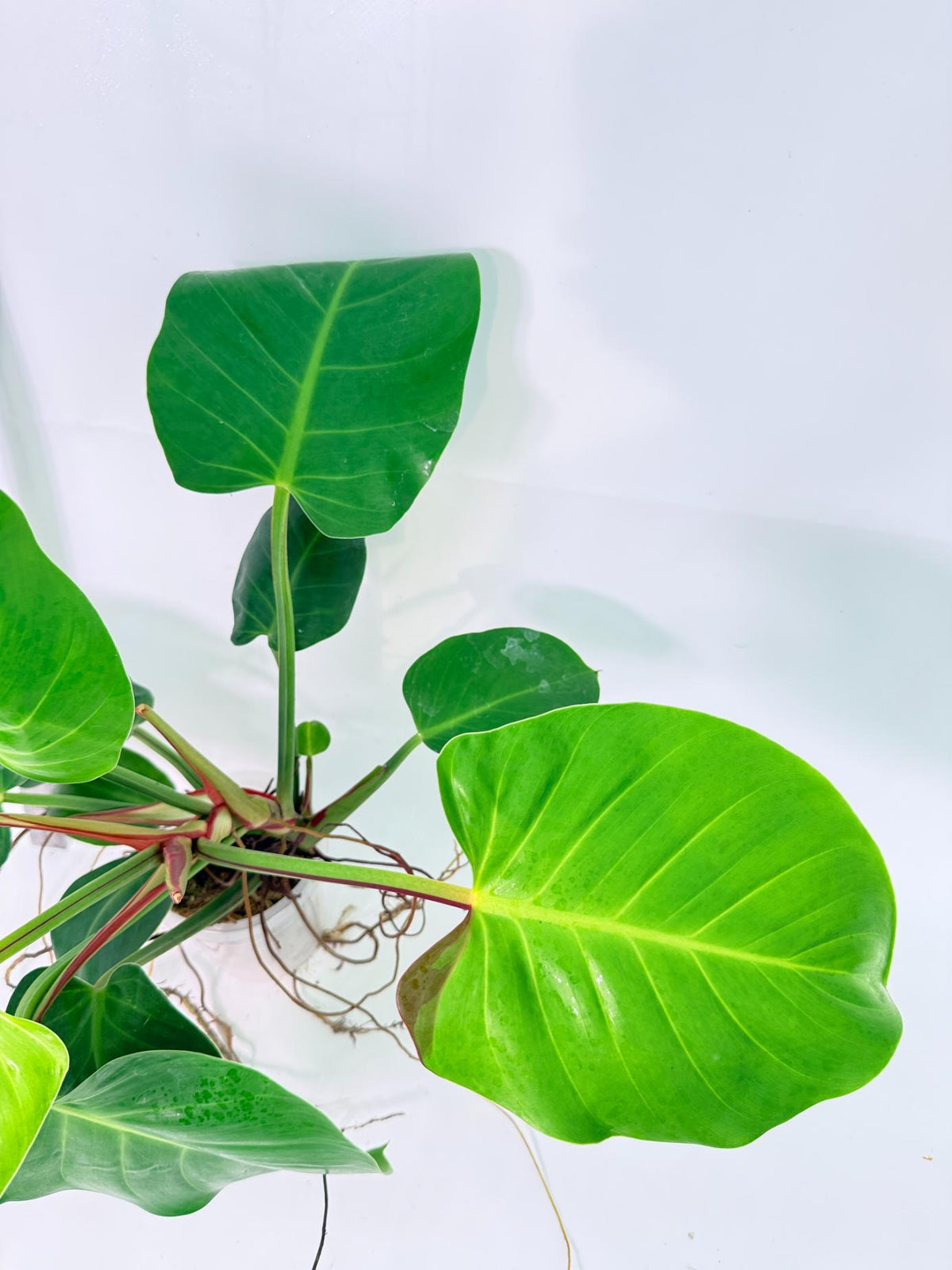 Philodendron Yellow Flame Variegata 6