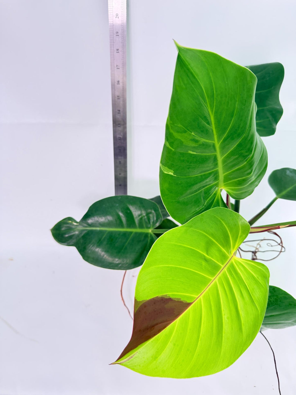 Philodendron Yellow Flame Variegata 7