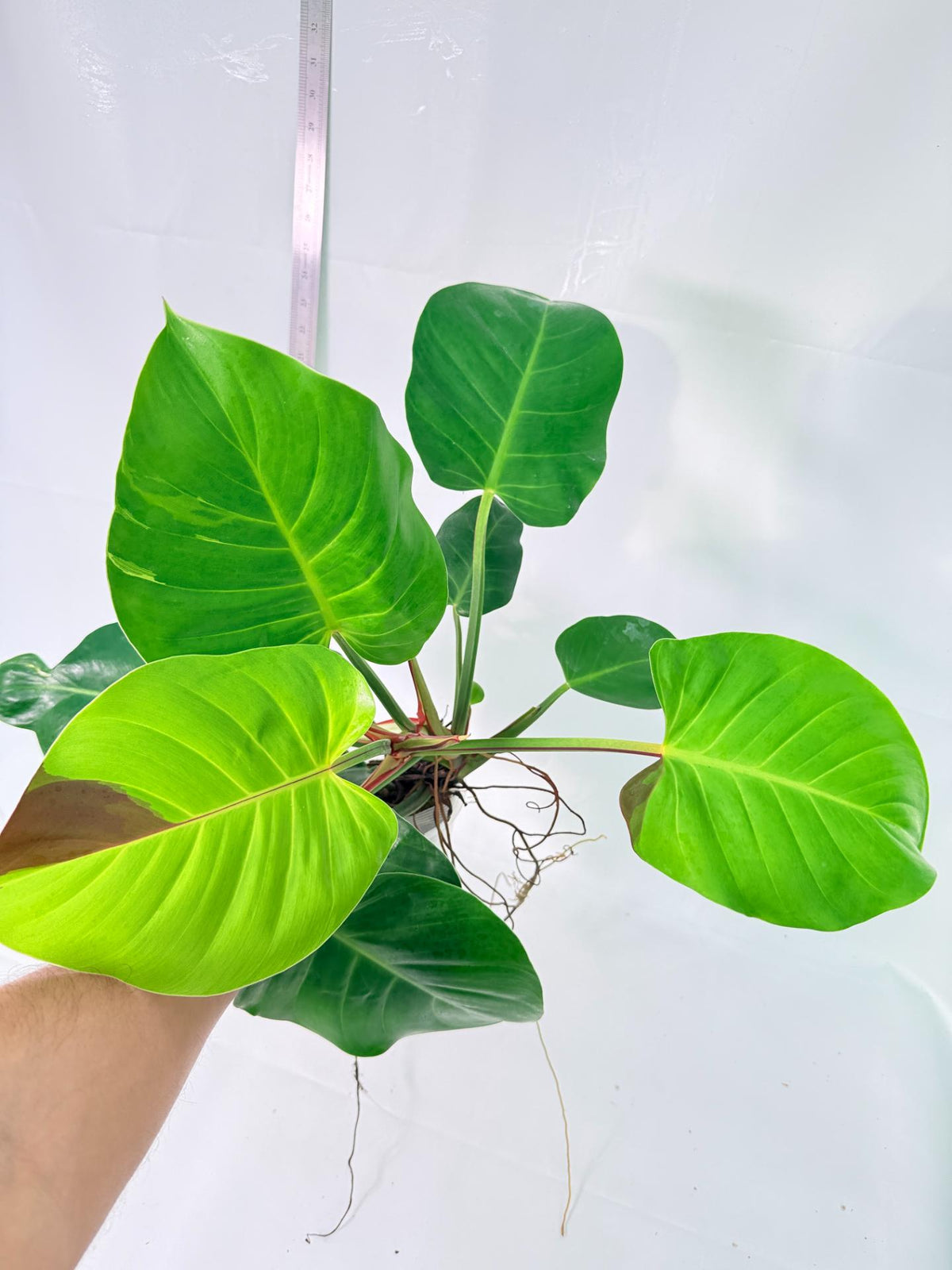Philodendron Yellow Flame Variegata 3