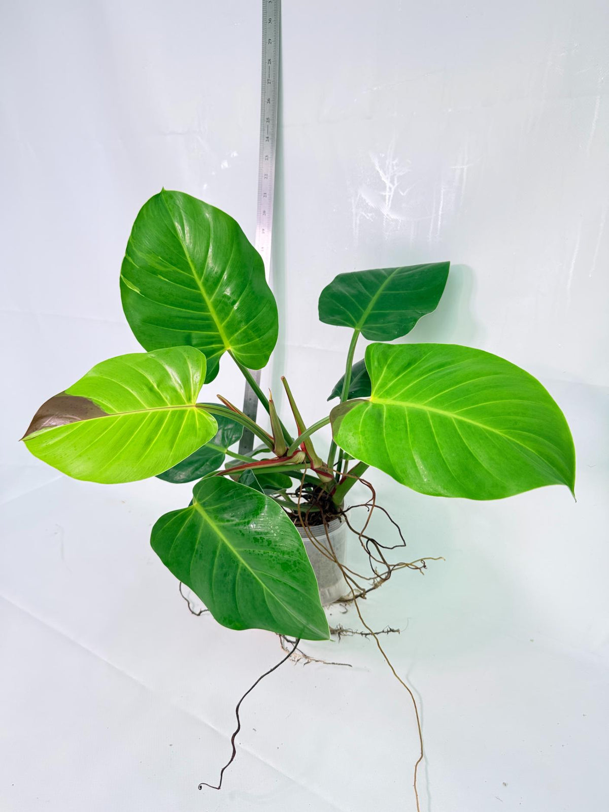 Philodendron Yellow Flame Variegata 4