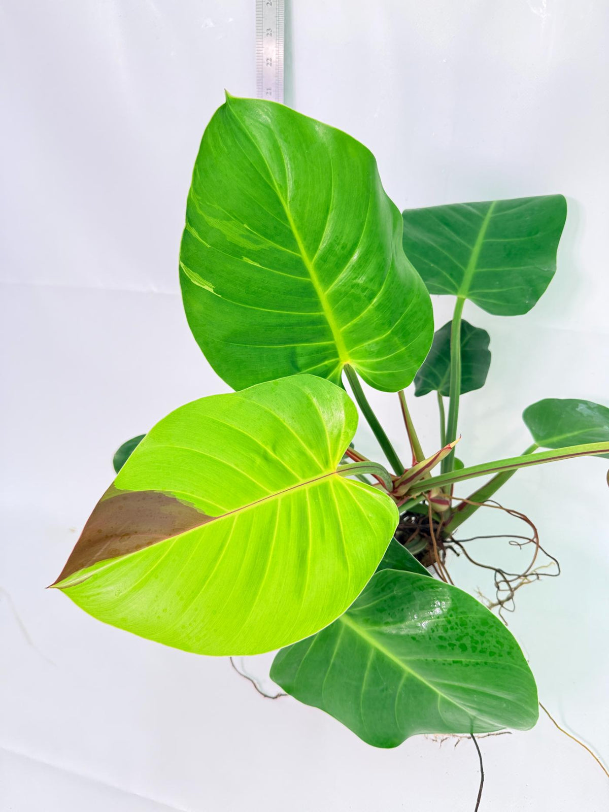 Philodendron Yellow Flame Variegata 5