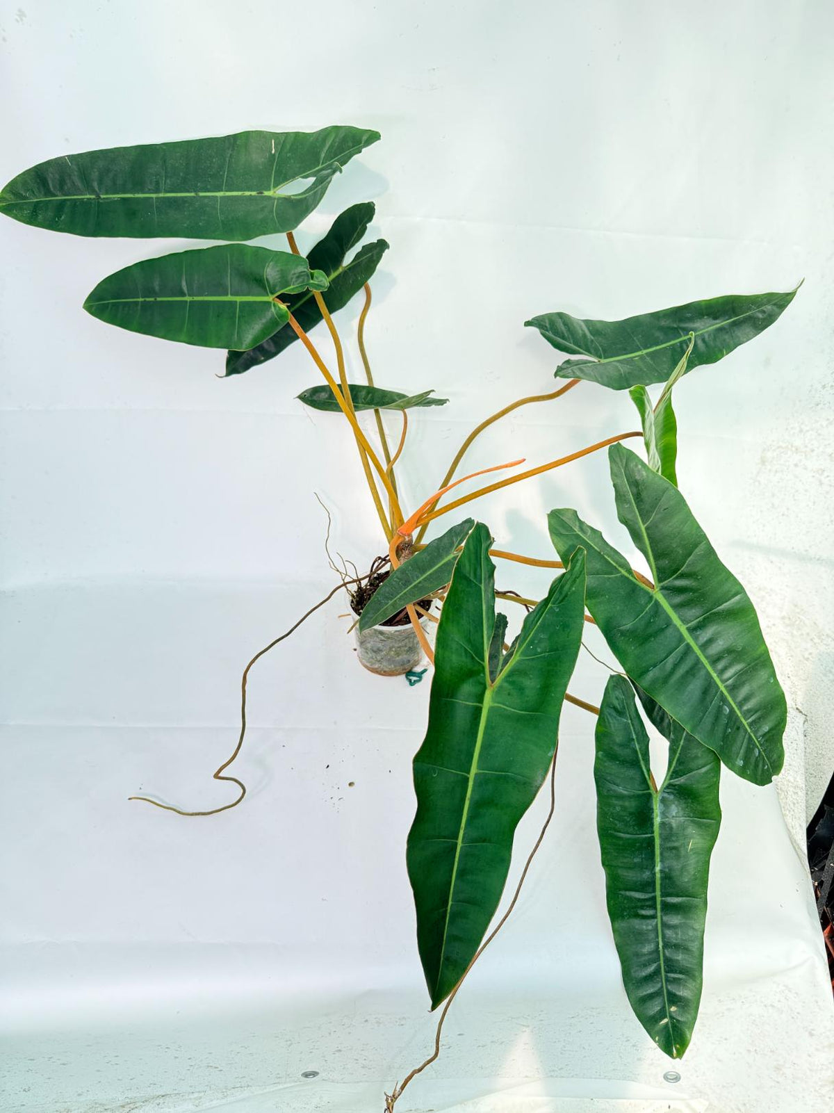 Philodendron billietiae10