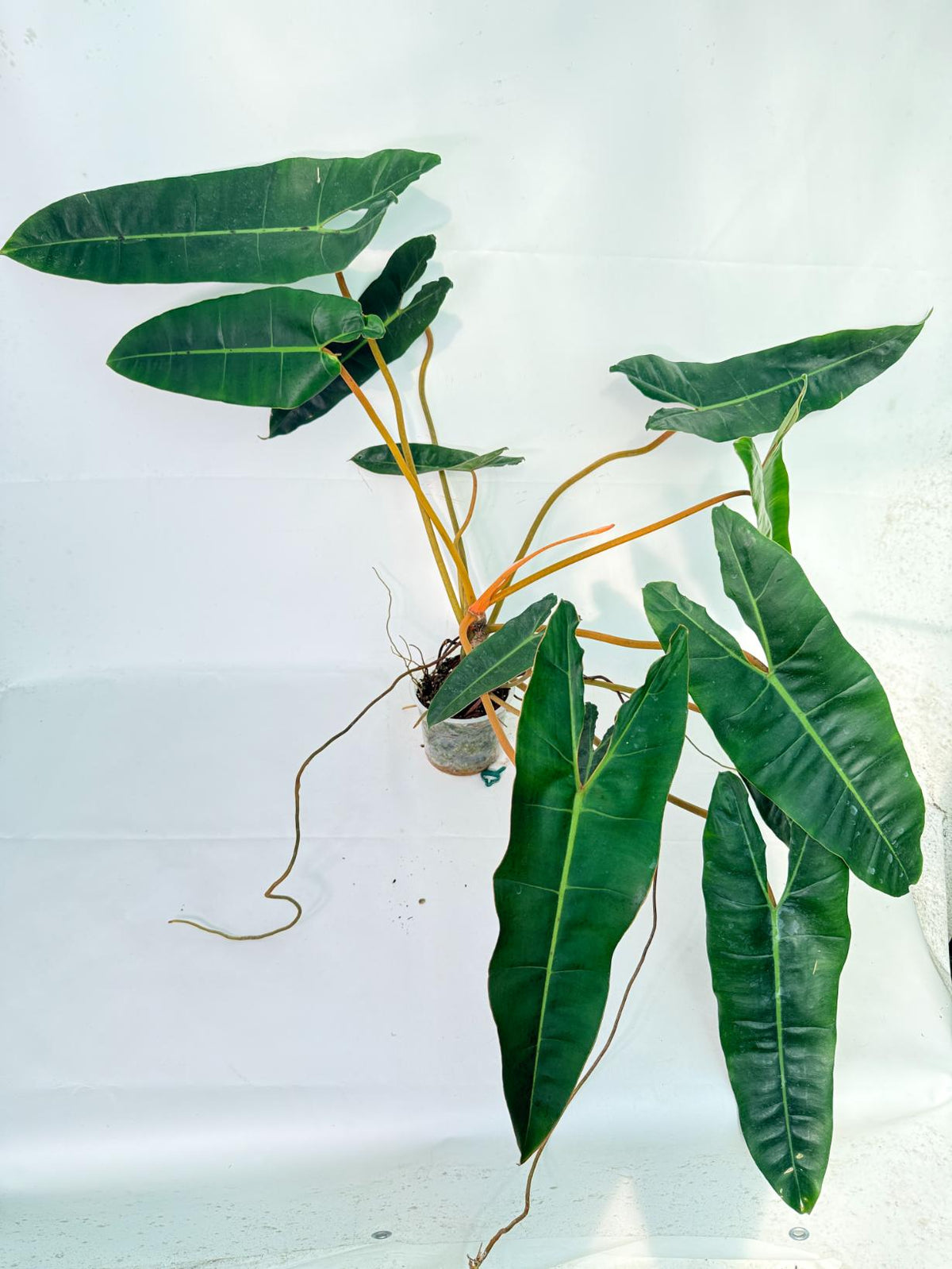 Philodendron billietiae11