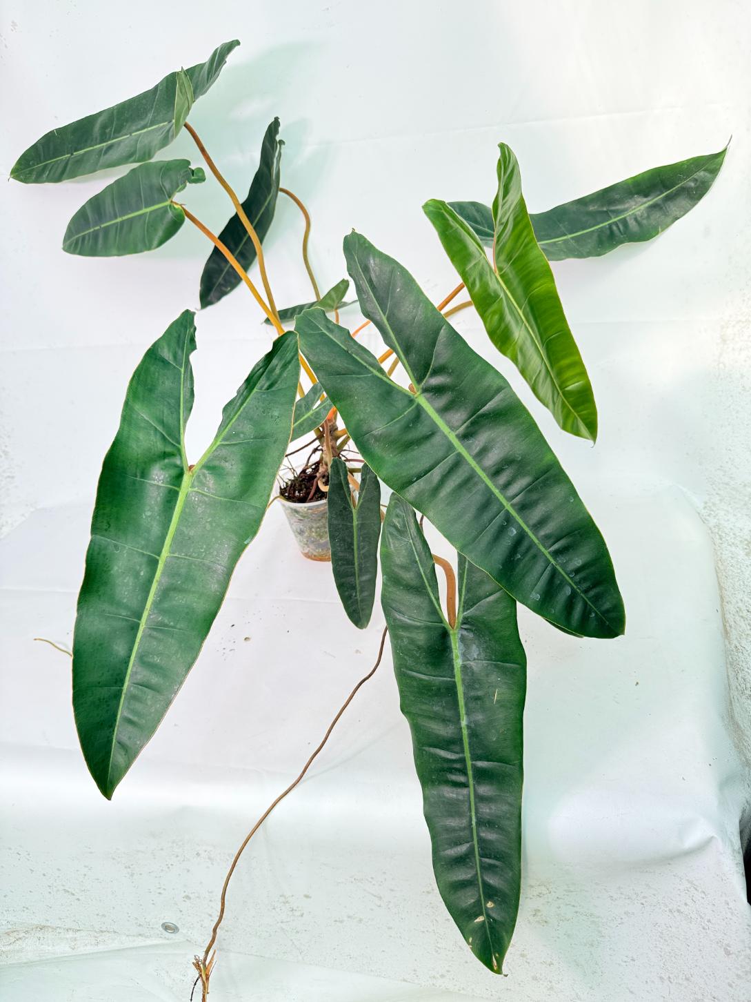 Philodendron billietiae12