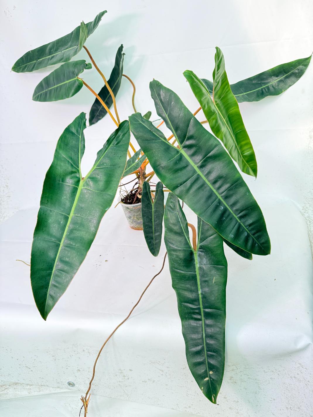 Philodendron billietiae 01