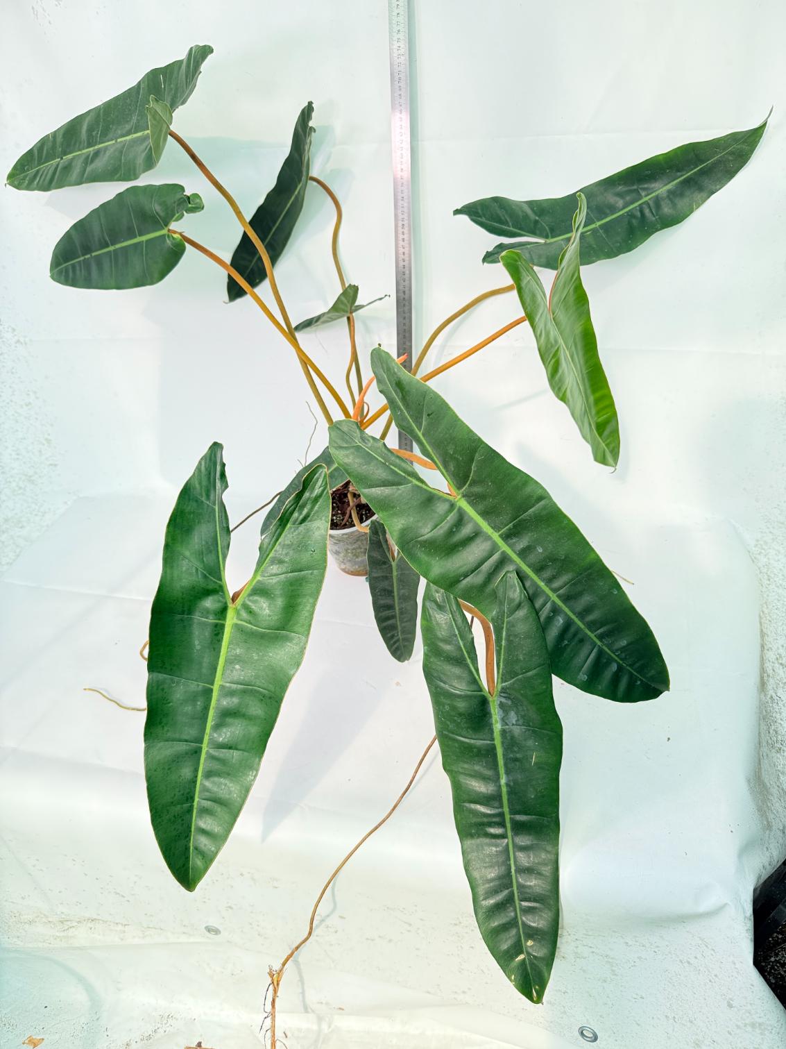 Philodendron billietiae09