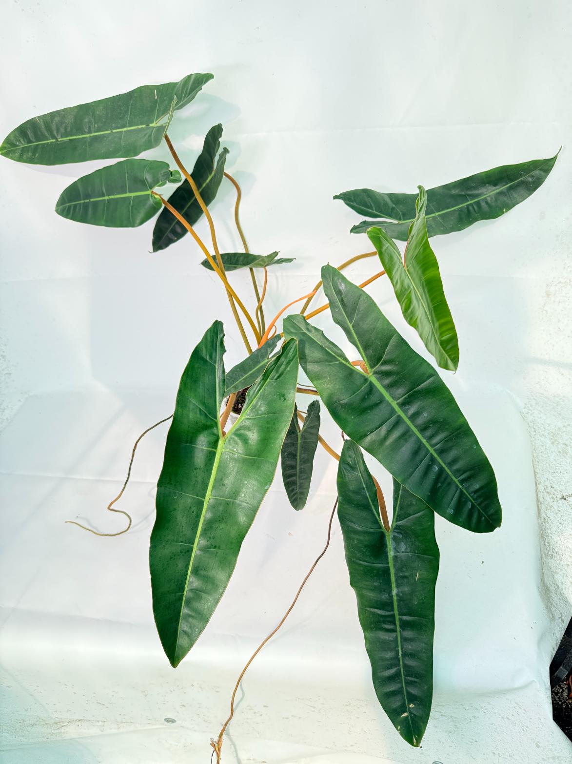 Philodendron billietiae02