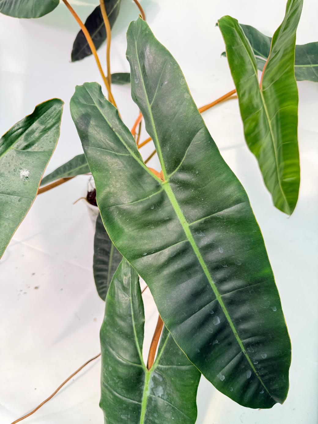 Philodendron billietiae03