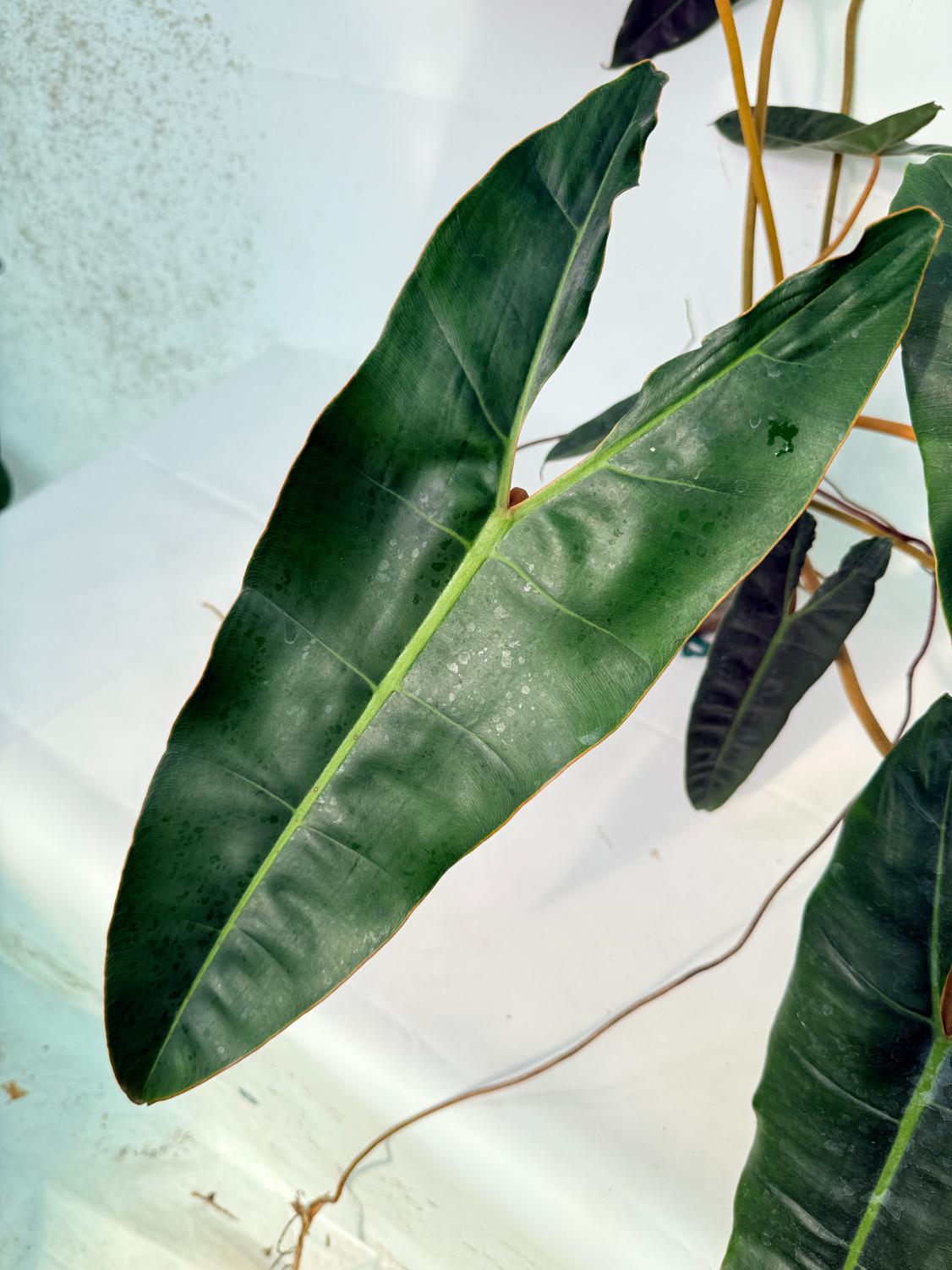 Philodendron billietiae04