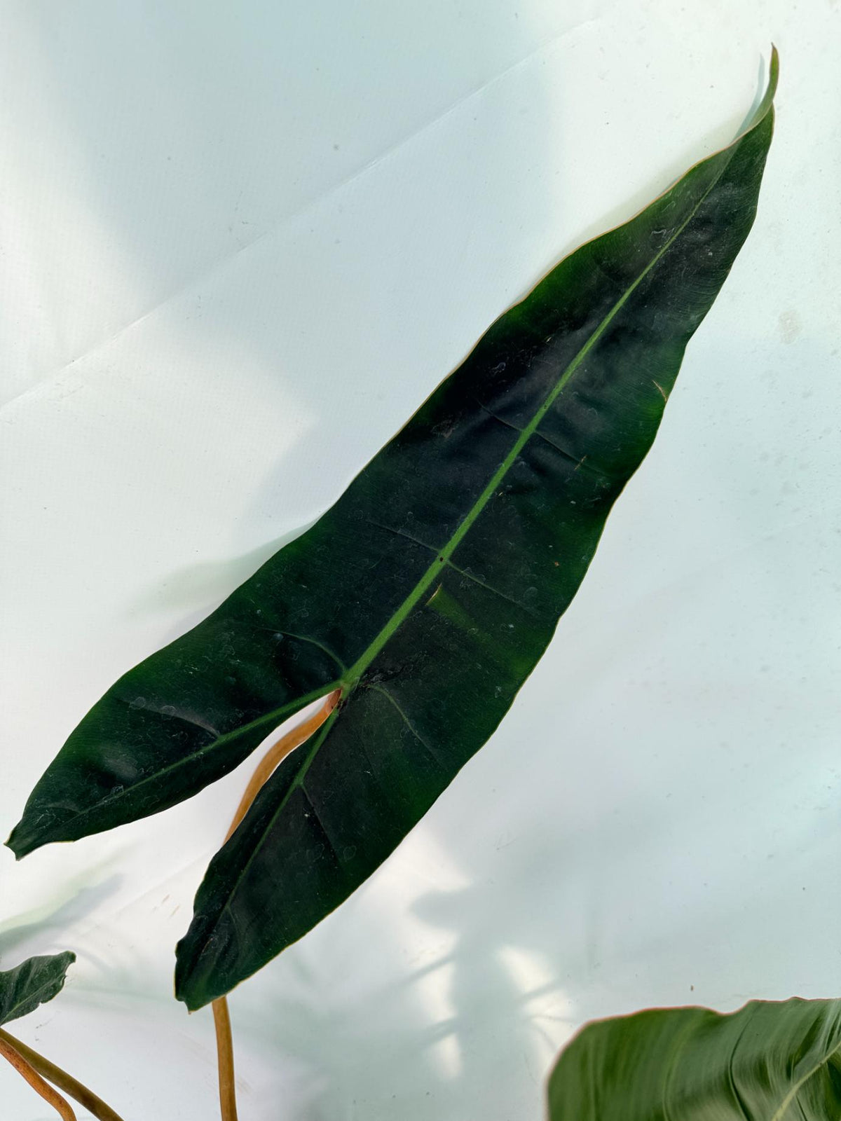 Philodendron billietiae05