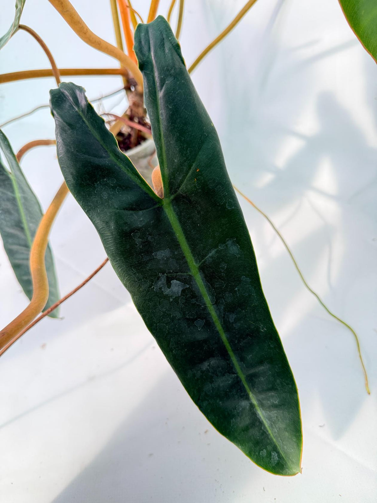 Philodendron billietiae06