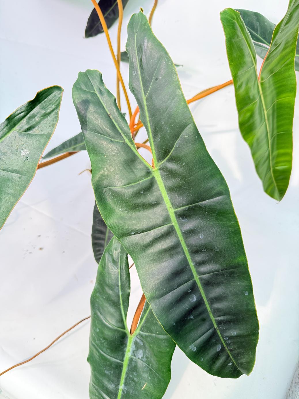 Philodendron billietiae07