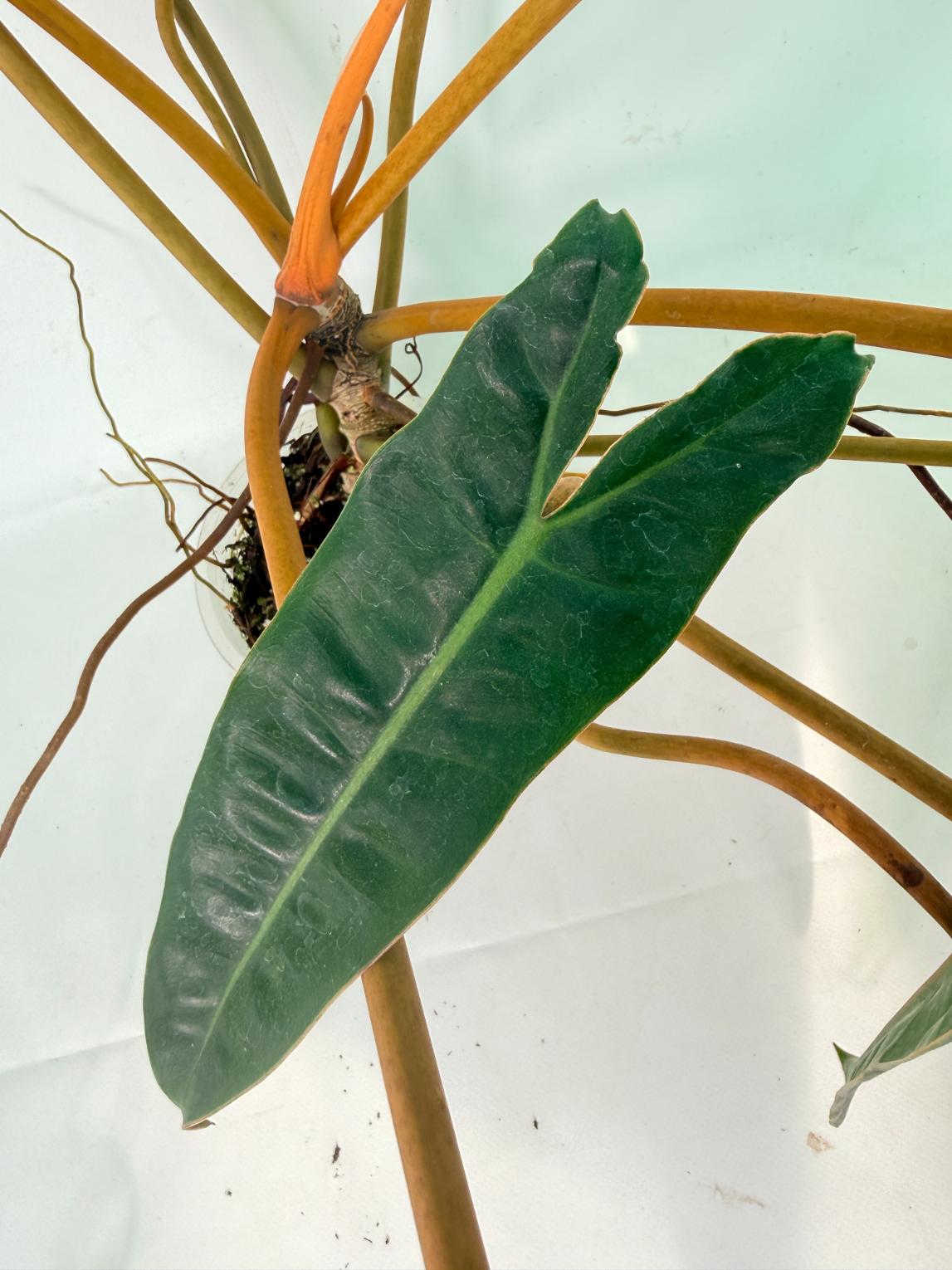 Philodendron billietiae08
