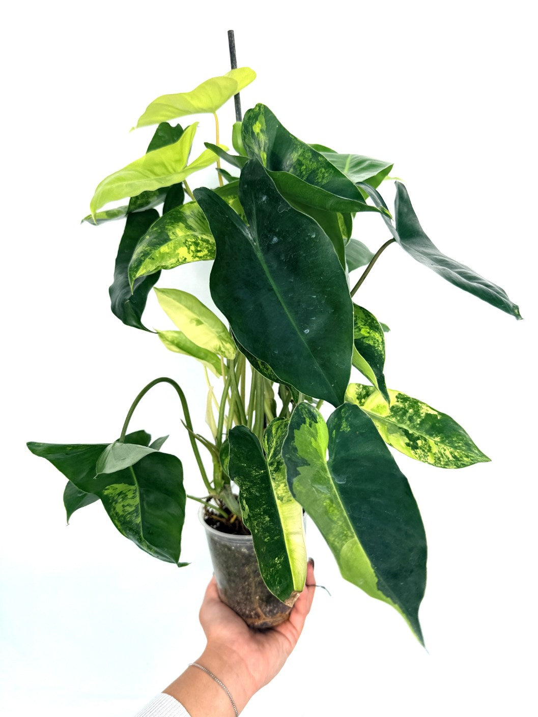 Philodendron_burle_marx_variegata