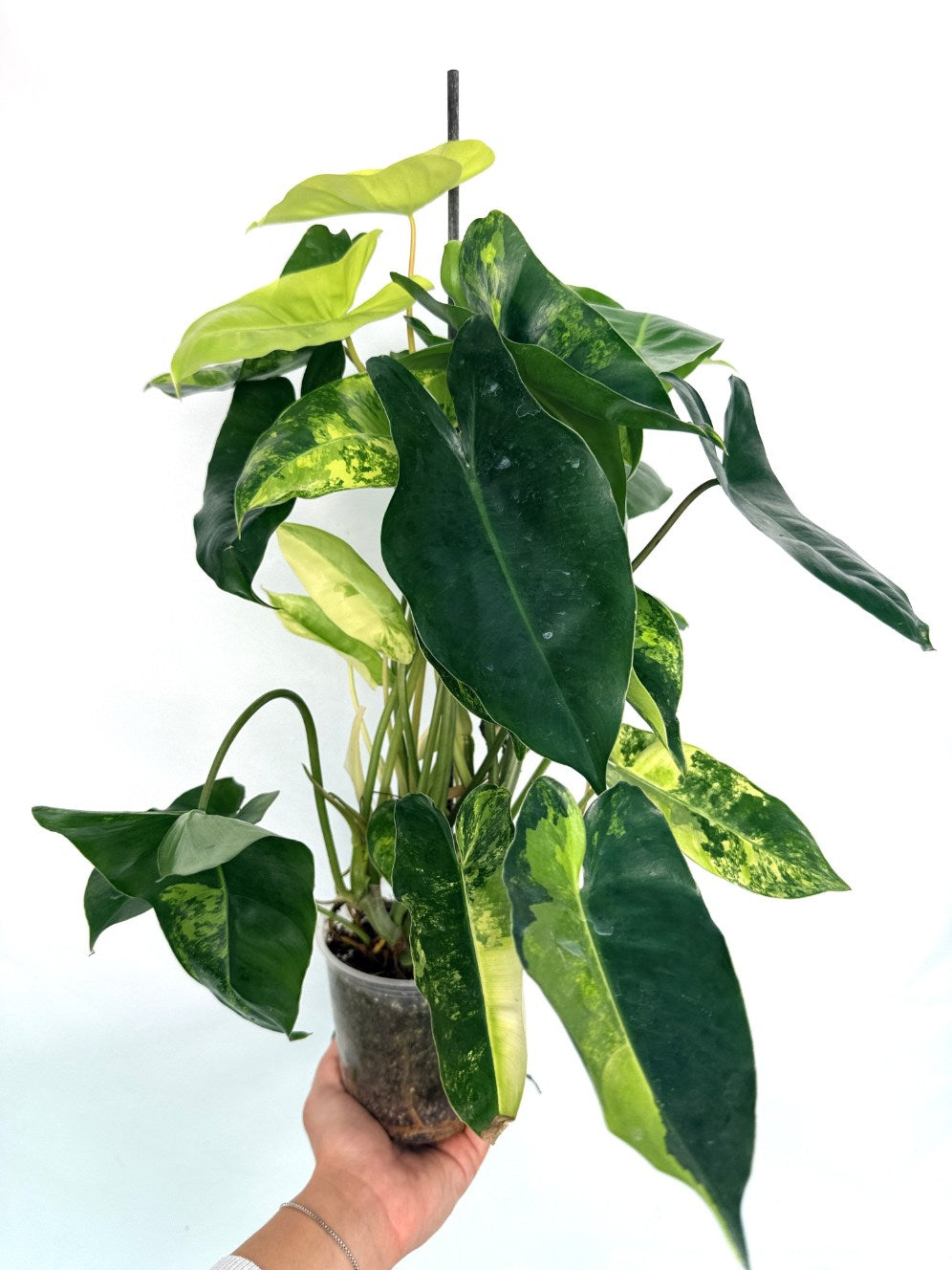 Philodendron_burle_marx_variegata
