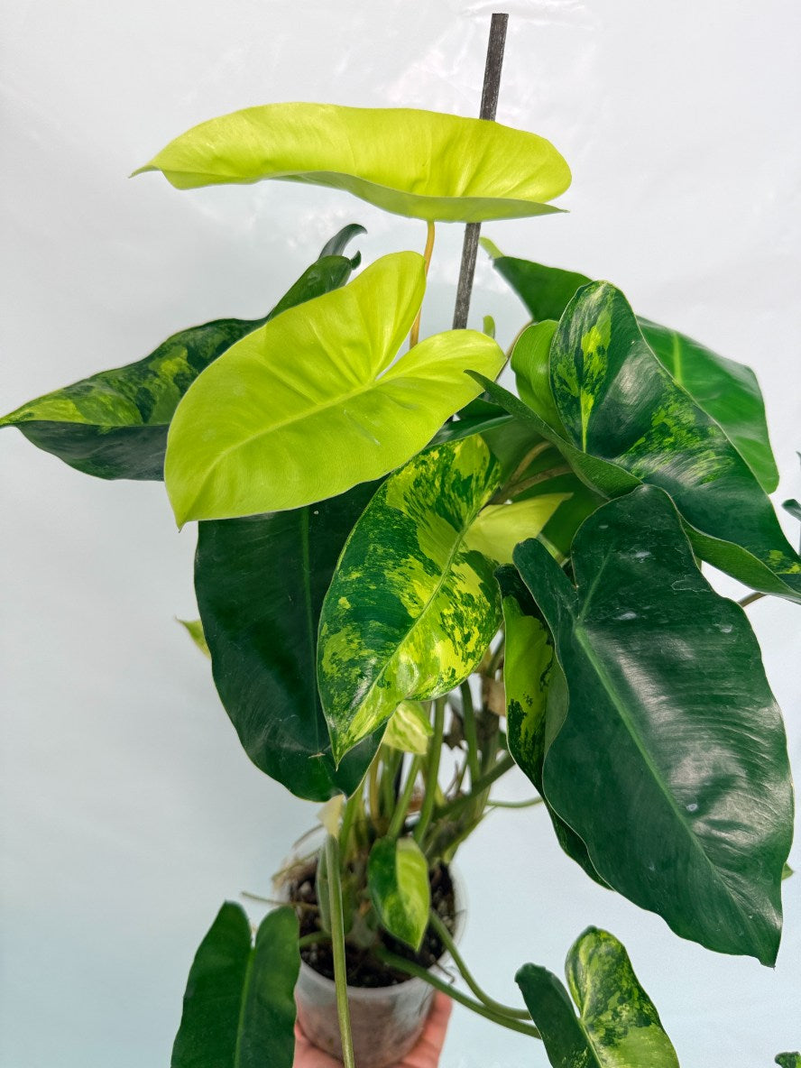 Philodendron_burle_marx_variegata
