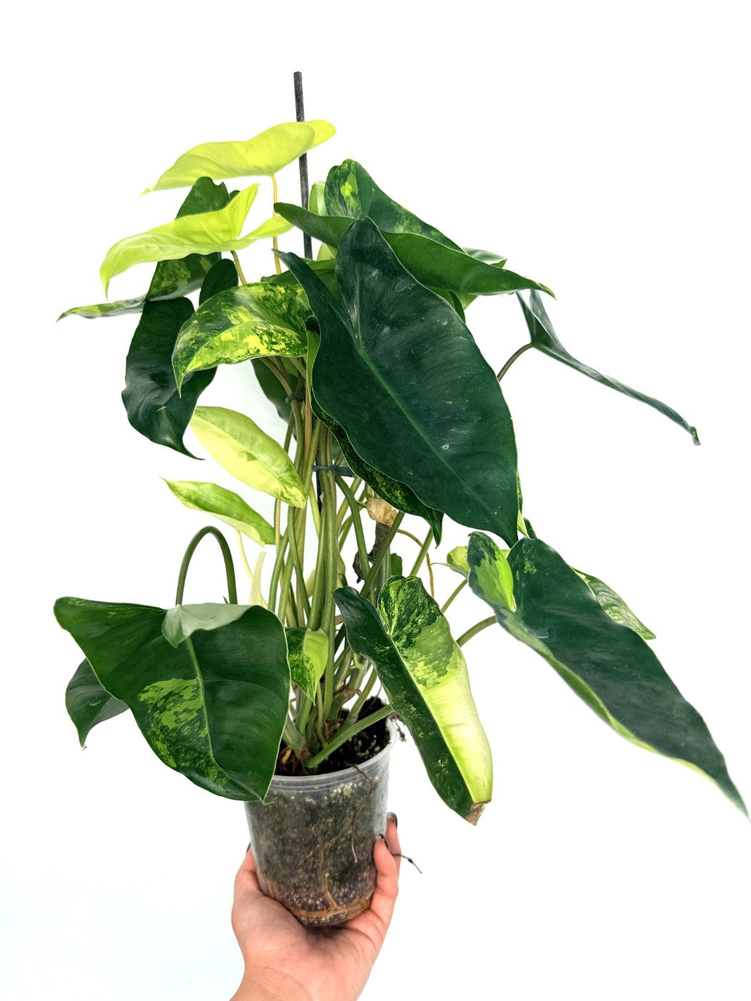 Philodendron_burle_marx_variegata