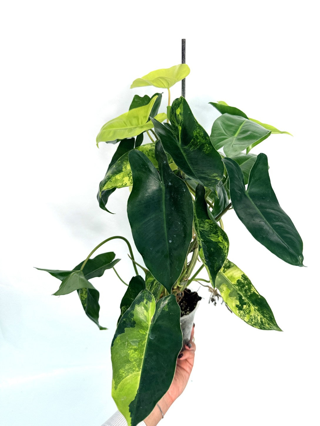 Philodendron_burle_marx_variegata