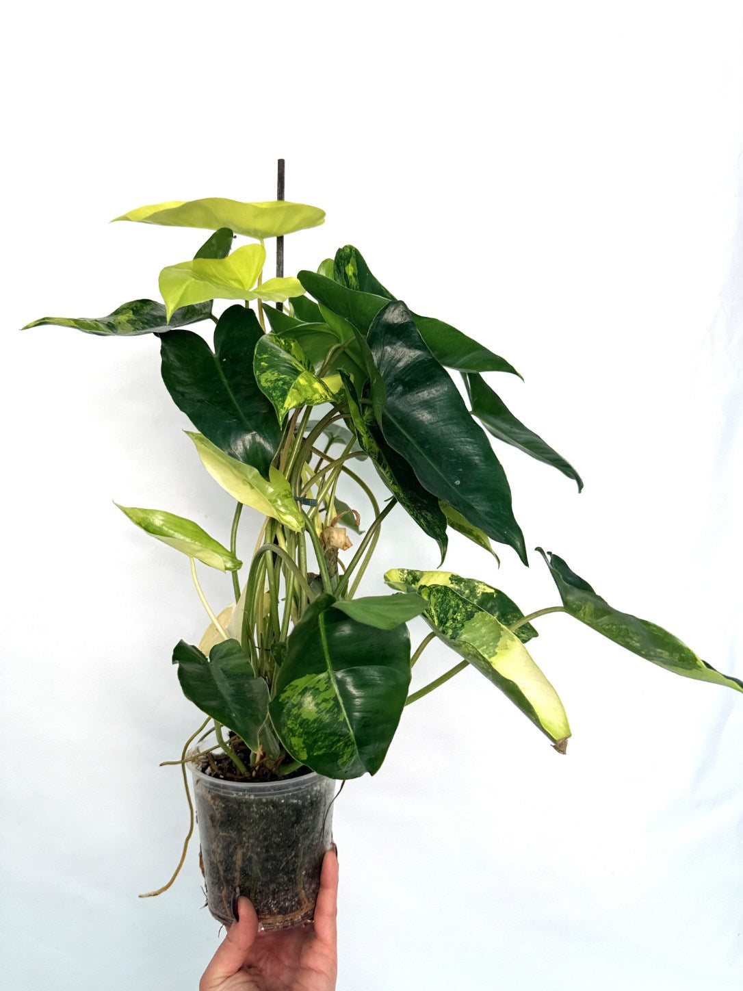 Philodendron_burle_marx_variegata