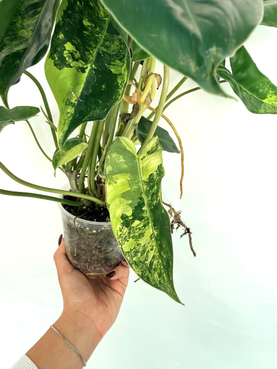Philodendron_burle_marx_variegata