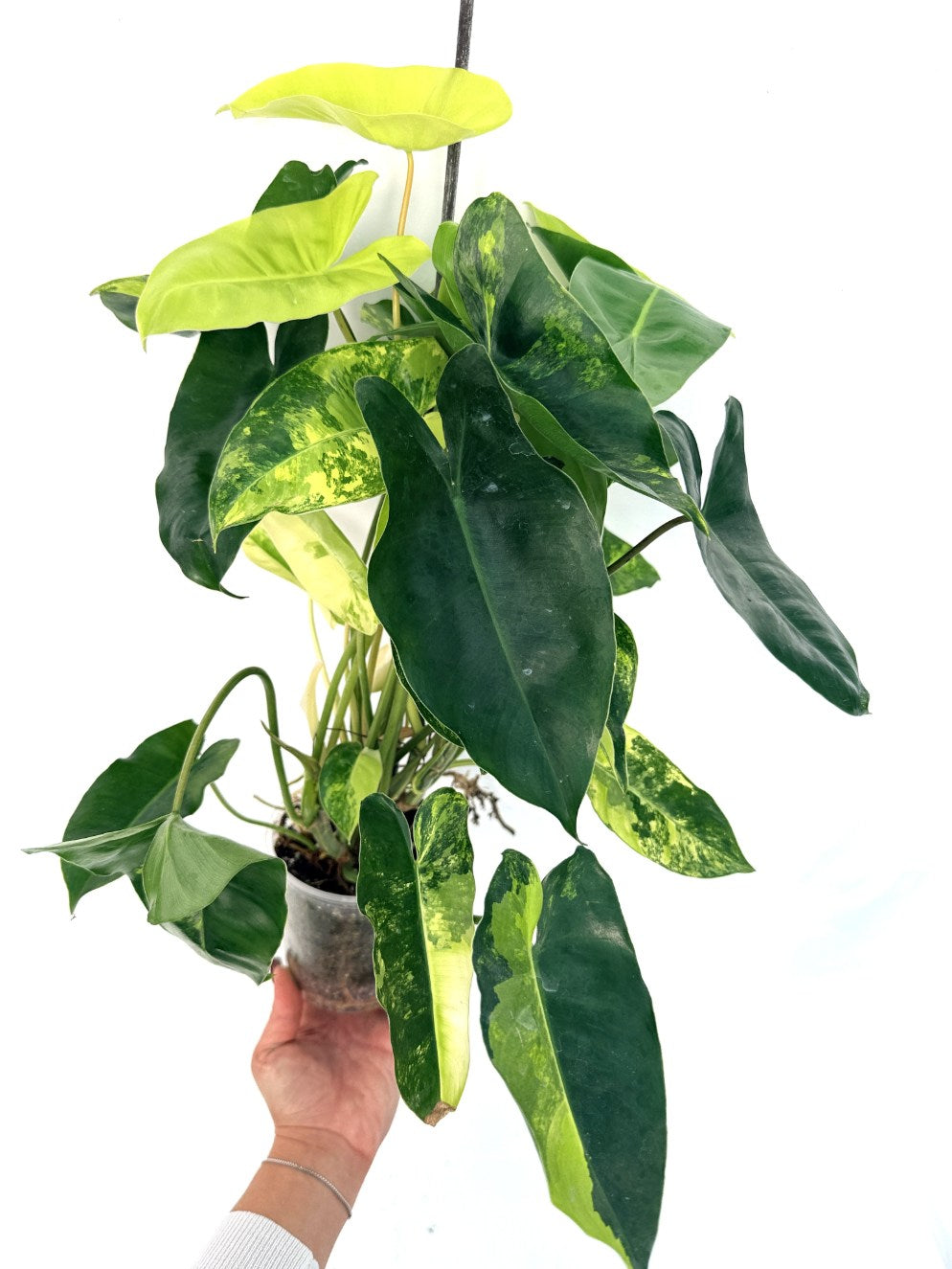 Philodendron_burle_marx_variegata