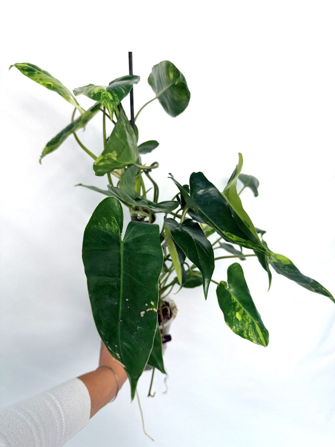 Philodendron_burle_marx_variegata