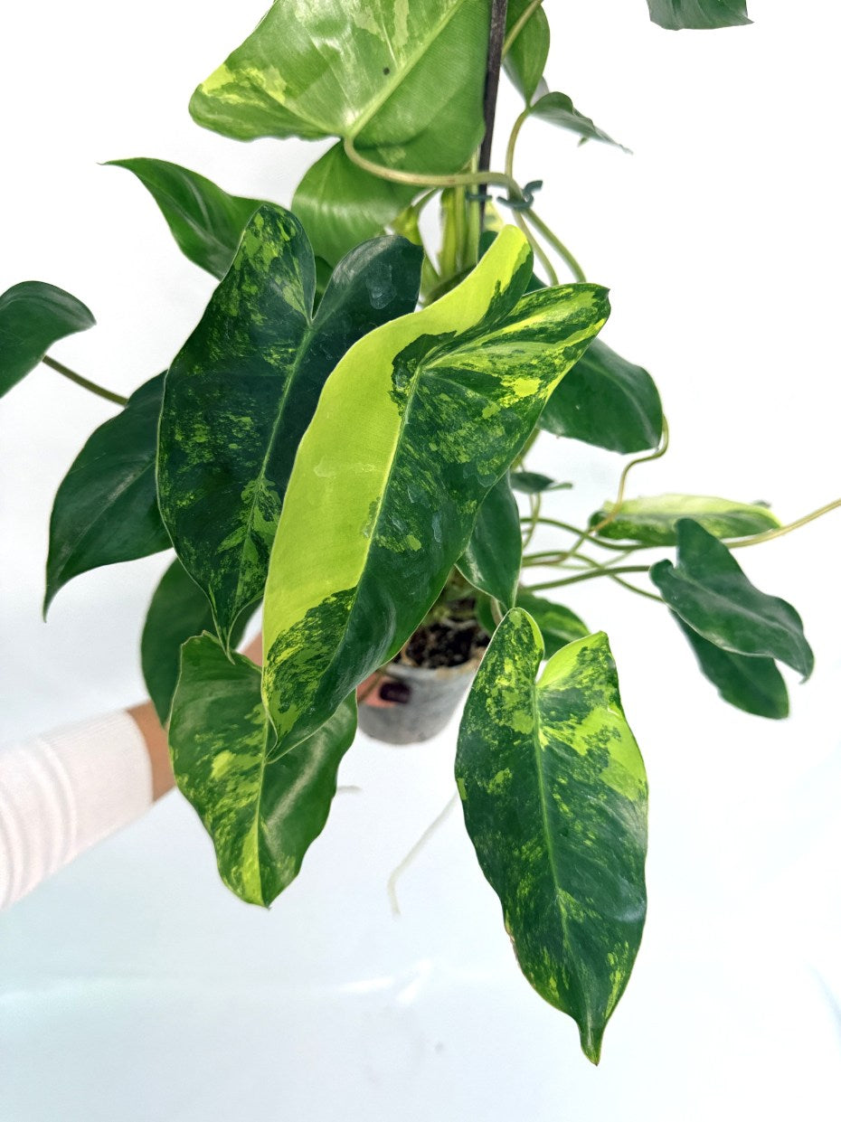 Philodendron_burle_marx_variegata