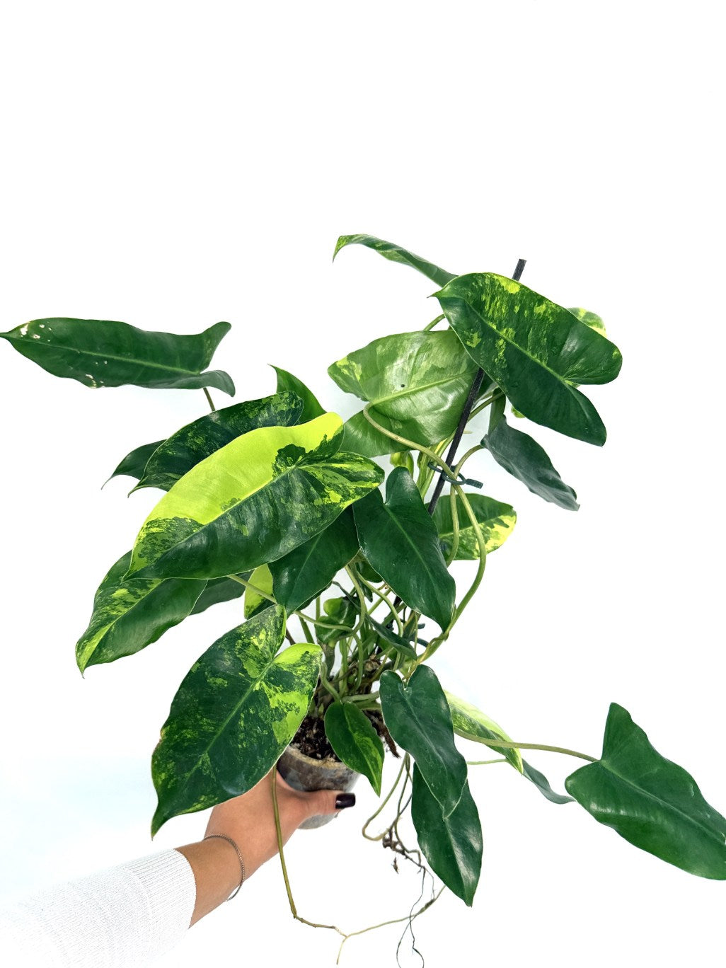 Philodendron_burle_marx_variegata