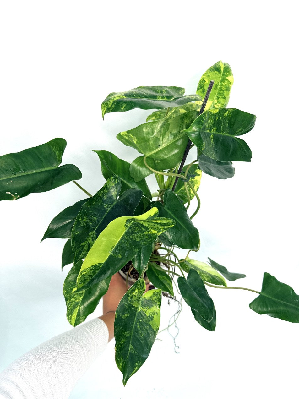 Philodendron_burle_marx_variegata