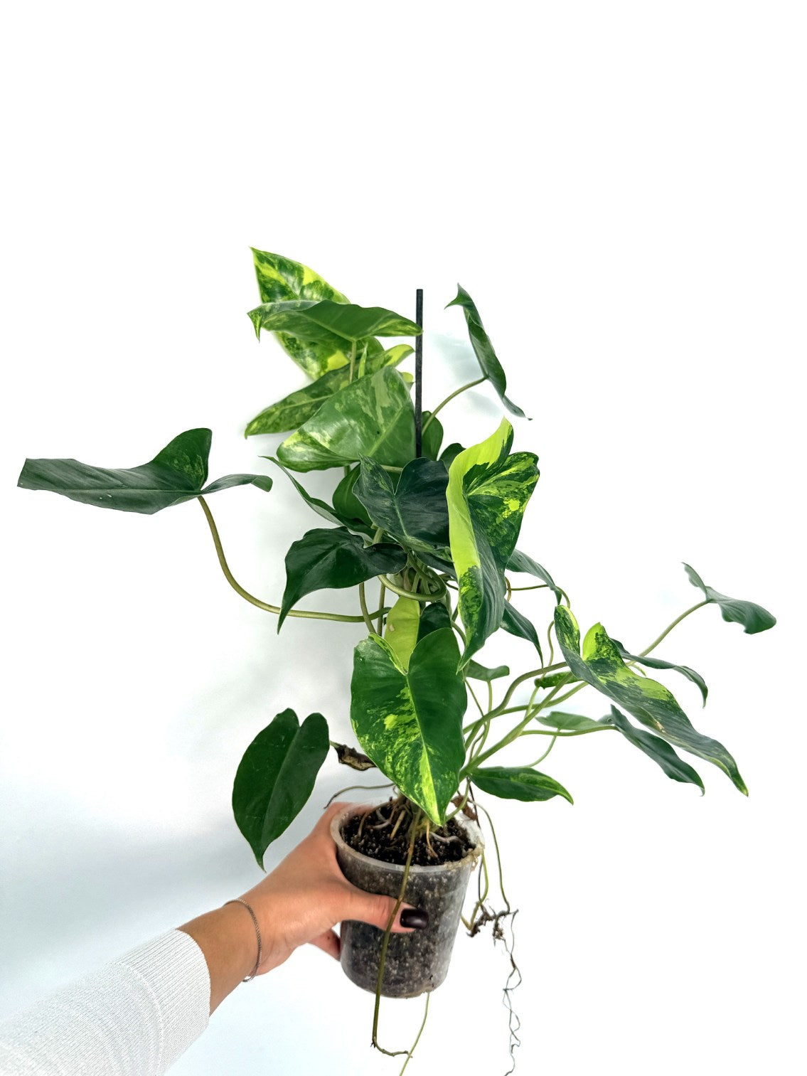 Philodendron_burle_marx_variegata