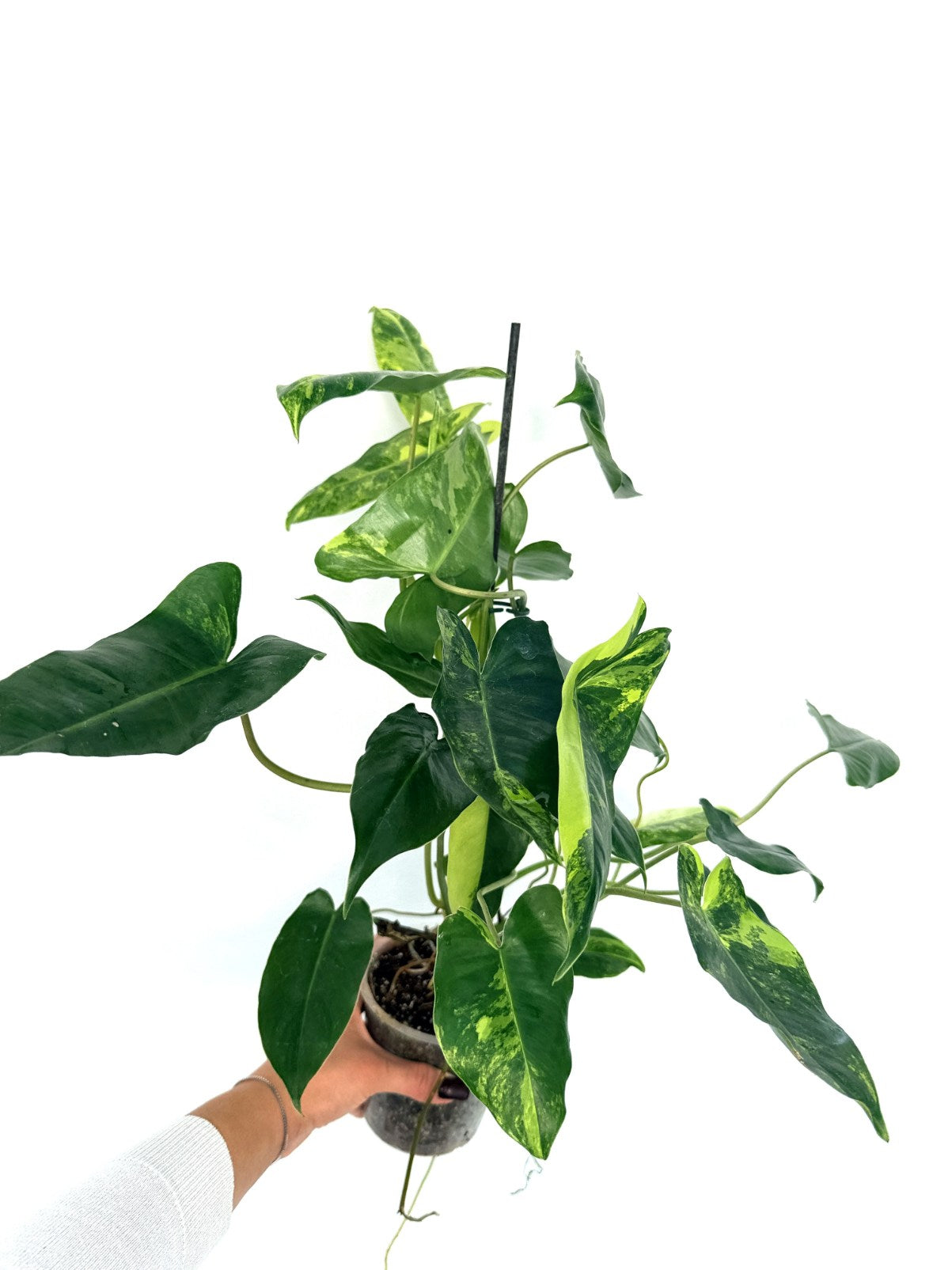 Philodendron_burle_marx_variegata
