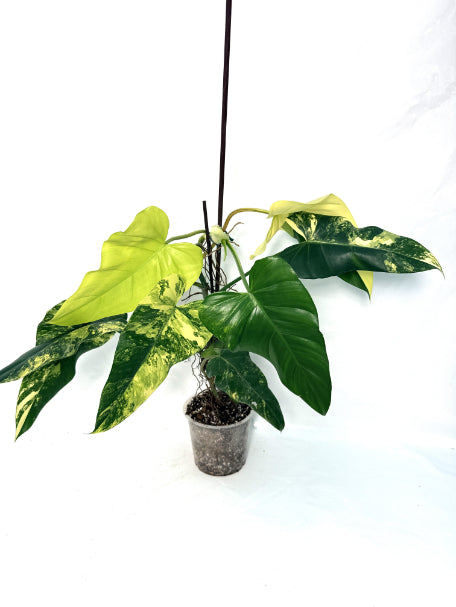 Philodendron_domesticum_variegata