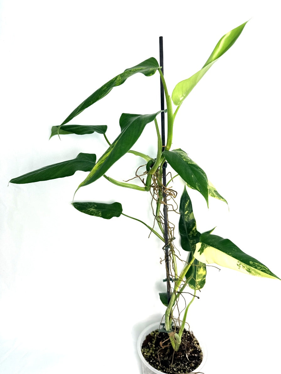 Philodendron_domesticum_variegata